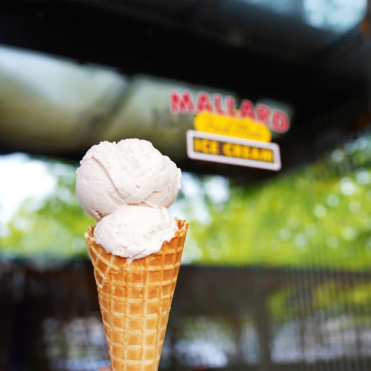 Photo of an ice cream cone in front of a glass window with the Mallard Ice Cream logo.